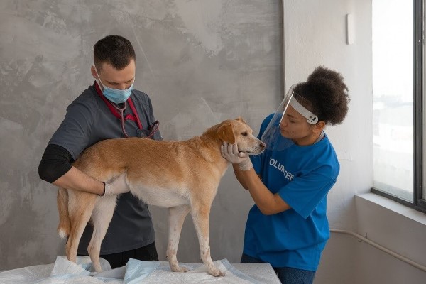Veterinário dá dicas importantes  sobre a vacinação dos pets